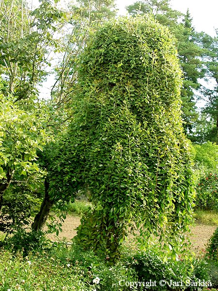 Salix caprea 'Kilmarnock', riipparaita